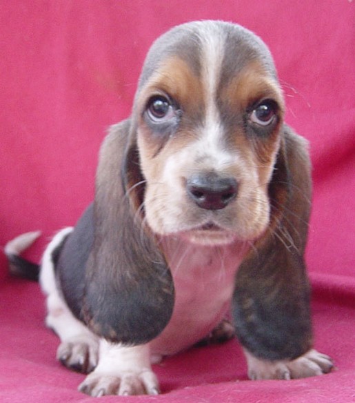 small Basset puppy with big ears
