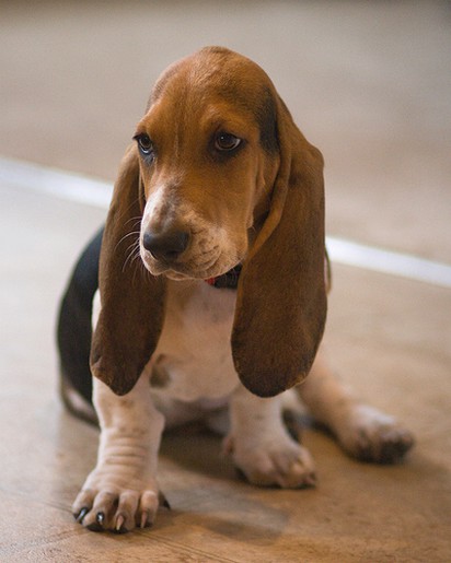 Basset puppy with big ears
