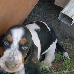 Basset puppy looking up to the camera
