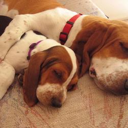 two Basset puppies sleeping next to each
