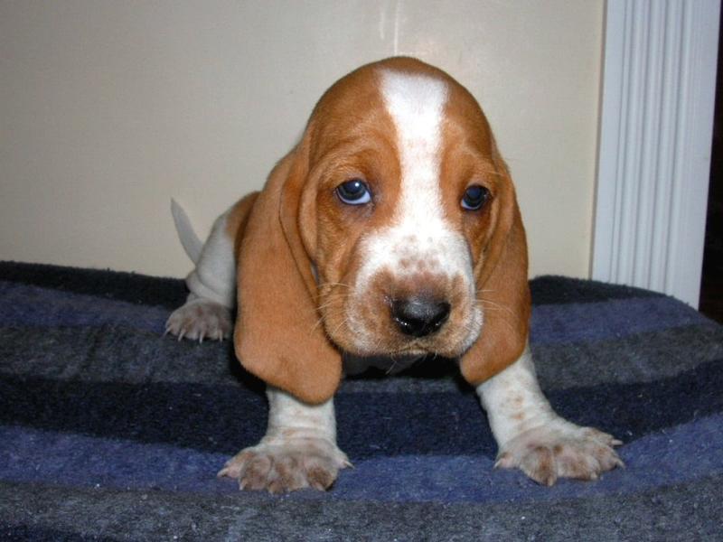 picture of golden tan and white Basset puppy
