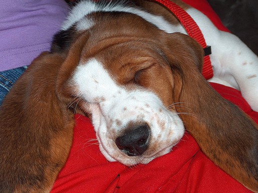 sleeping Basset puppy
