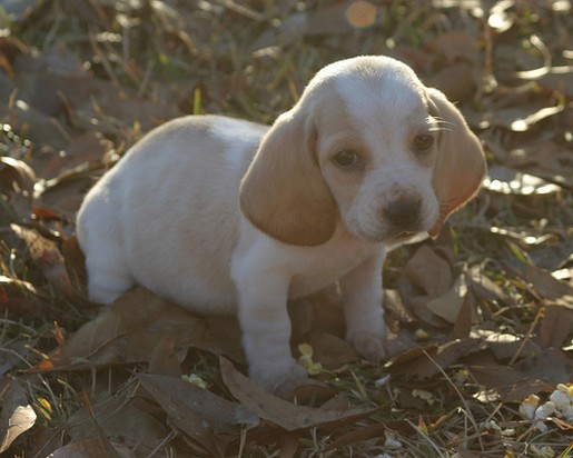 picture of small Basset puppy
