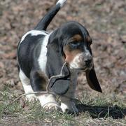 Basset puppy holding branches
