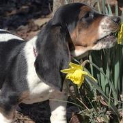 Basset puppy eating spring flowers
