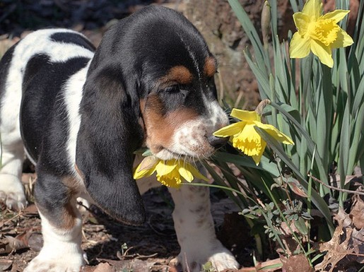 Basset puppy eating flowers
