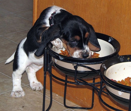 Basset puppy reach up to its food
