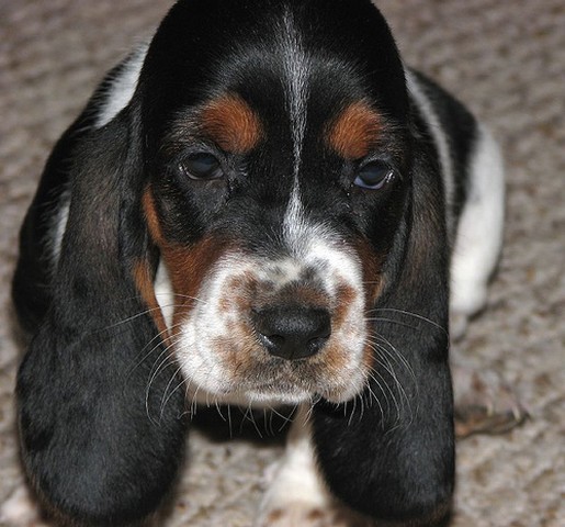 long ear Basset puppy
