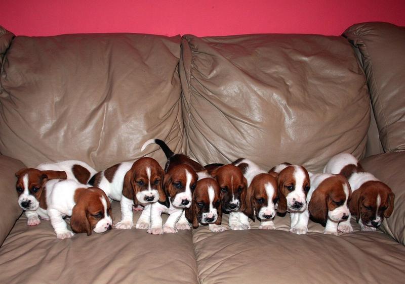group of Basset puppies
