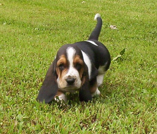 running Basset puppy in black, white and tan
