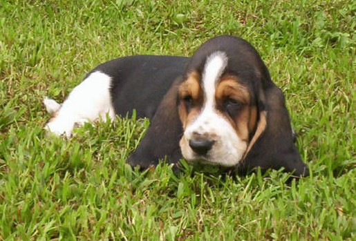 Basset puppy in whie, black and tan
