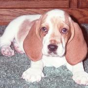 picture of Basset puppy with huge ears
