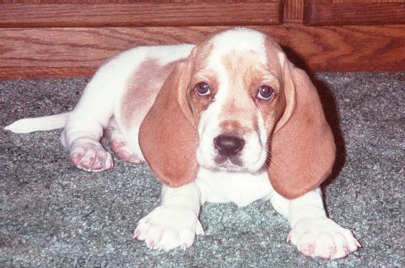picture of Basset puppy with huge ears
