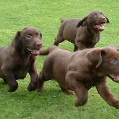 lab puppies running_chocolate.jpg
