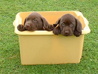 lab puppies_chocolate.jpg
