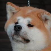 Shiba Inu dog.jpg
