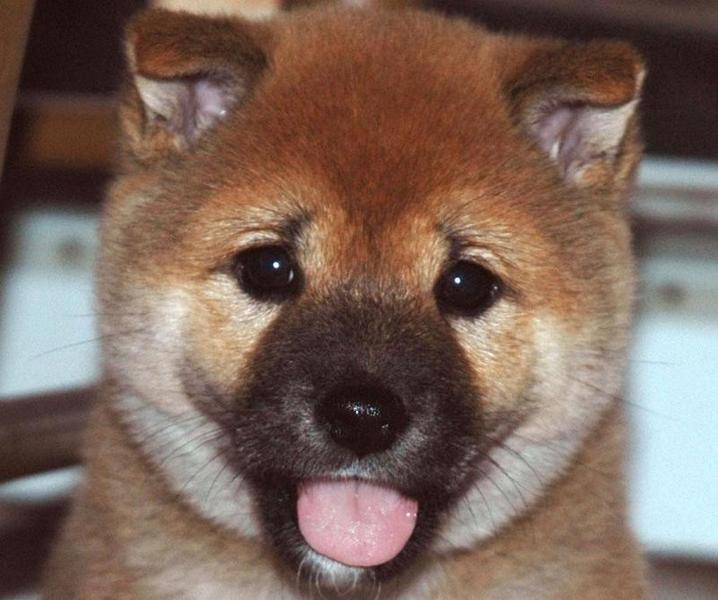 Shiba Inu puppy face close up.jpg
