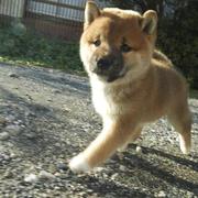Shiba Inu puppy walking motion.jpg
