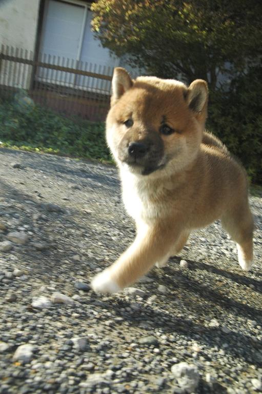 Shiba Inu puppy walking motion.jpg
