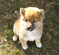 shiba puppy picture.jpg
