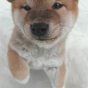 shibainu puppy.jpg
