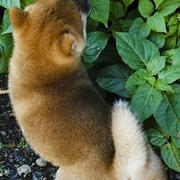 baby dog Shiba Inu.jpg
