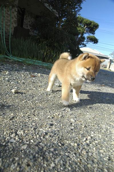 baby dog Shiba Inu in tan and white.jpg
