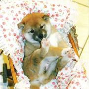 baby Shiba Inu image.jpg

