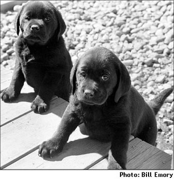 black labs puppies.jpg
