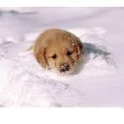 Golden Retriever-Puppy in snow.jpg
