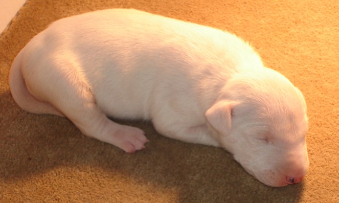 young white Puppy.jpg
