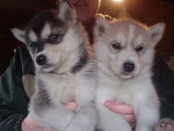 Siberian husky puppies.jpg
