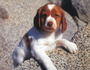 spaniel puppy picture.jpg
