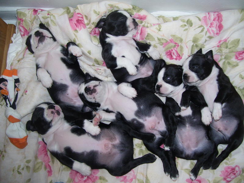 Puppies 154
