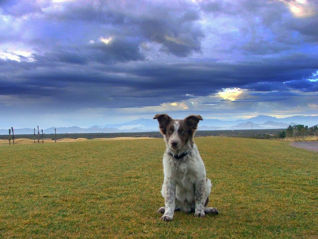 a Australian Shepherd puppy post.jpg
