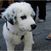 Australian Shepherd and labrador mix puppy in white and black.jpg
