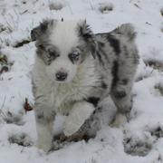 Australian Shepherd puppy image in white, gray and black.jpg
