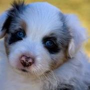 Australian Shepherd puppy images.jpg
