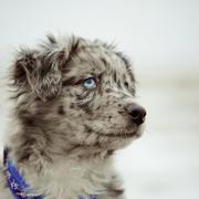 australian shepherd puppy in white and black with beautiful blue eyes.jpg
