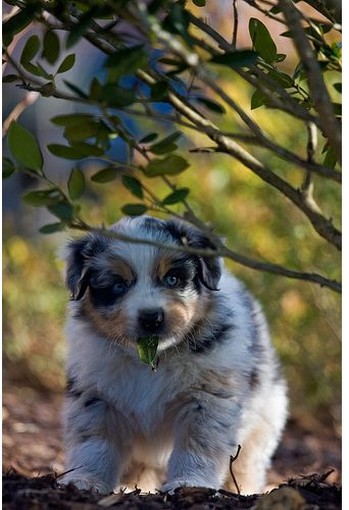 Australian Shepherd puppy pic.jpg
