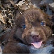 co cute looking Australian Shepherd puppy photo.jpg
