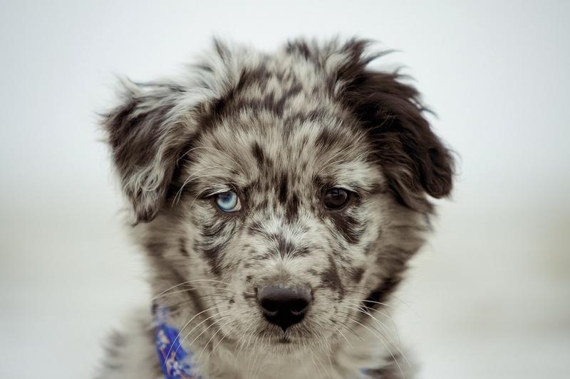 mini australian shepherd puppy.jpg
