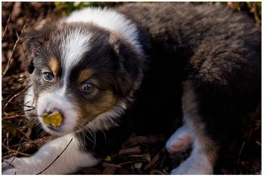 picture of a young Australian Shepherd puppy.jpg
