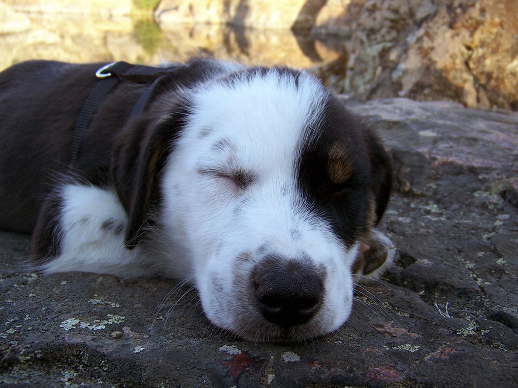 sleepy Australian Shepherd puppy.jpg
