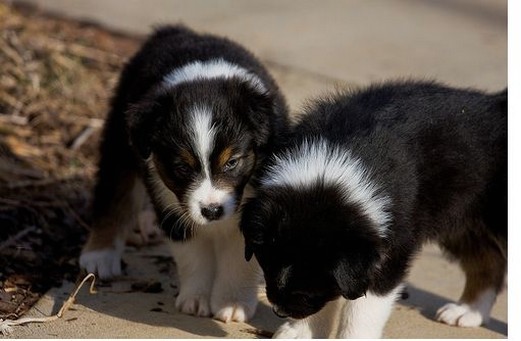 two Australian Shepherd puppies photos.jpg
