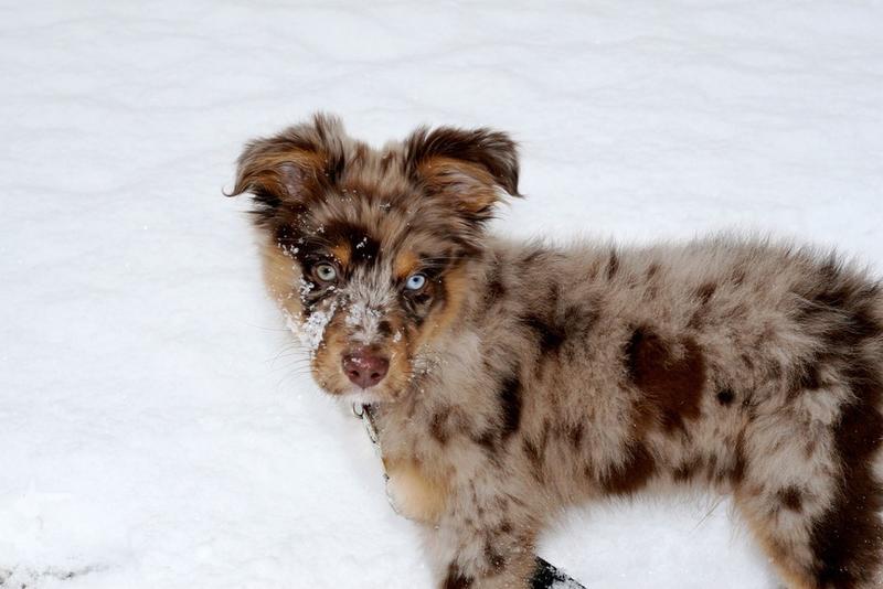 unique colored Australian Shepherd puppy in snow.jpg
