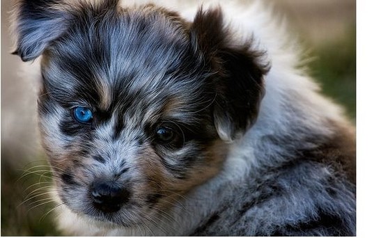 young Australian Shepherd puppy with the most beautiful blue eyes.jpg

