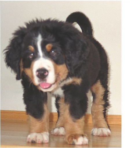 adorable dog picture of bernese pup.jpg
