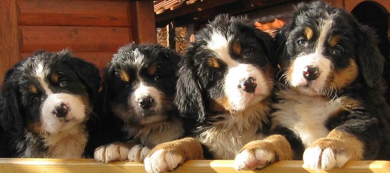 bernese mountain dogs puppy.jpg
