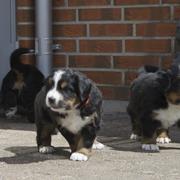 Bernese Mountain puppies at outdoor.jpg
